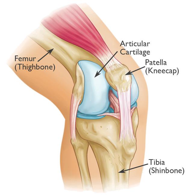 knee anatomy