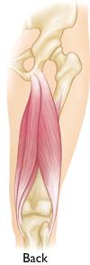 Hamstring muscles